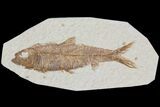 Detailed Fossil Fish (Knightia) - Wyoming #115108-1